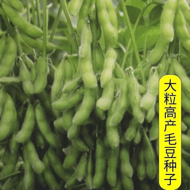 【满5元包邮】早熟春夏毛豆种子