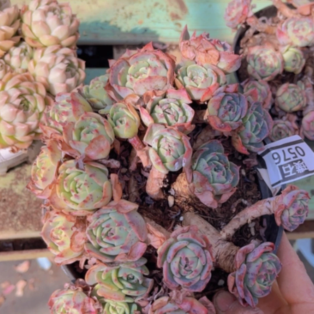 【闪购商品】赛康达0576