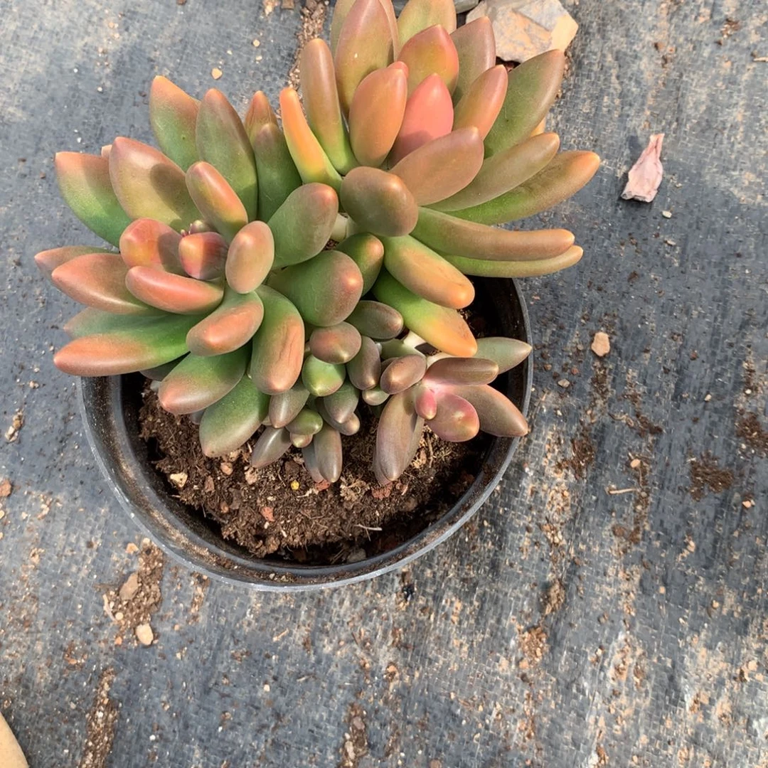 芒果奶群多肉植物