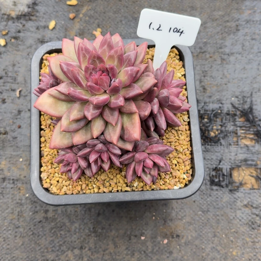 一物一拍迷雾泡泡捧花104