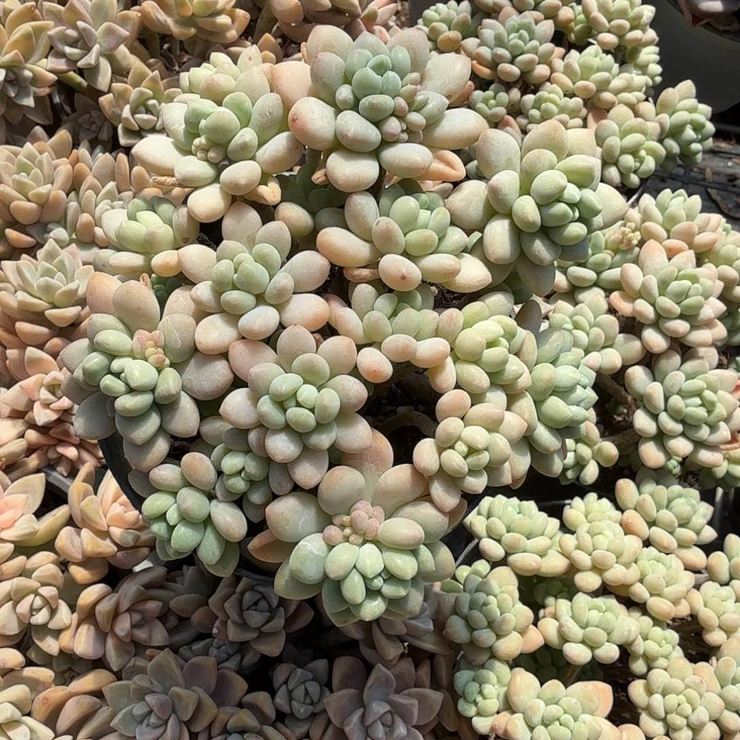 鱼子酱老庄多肉植物