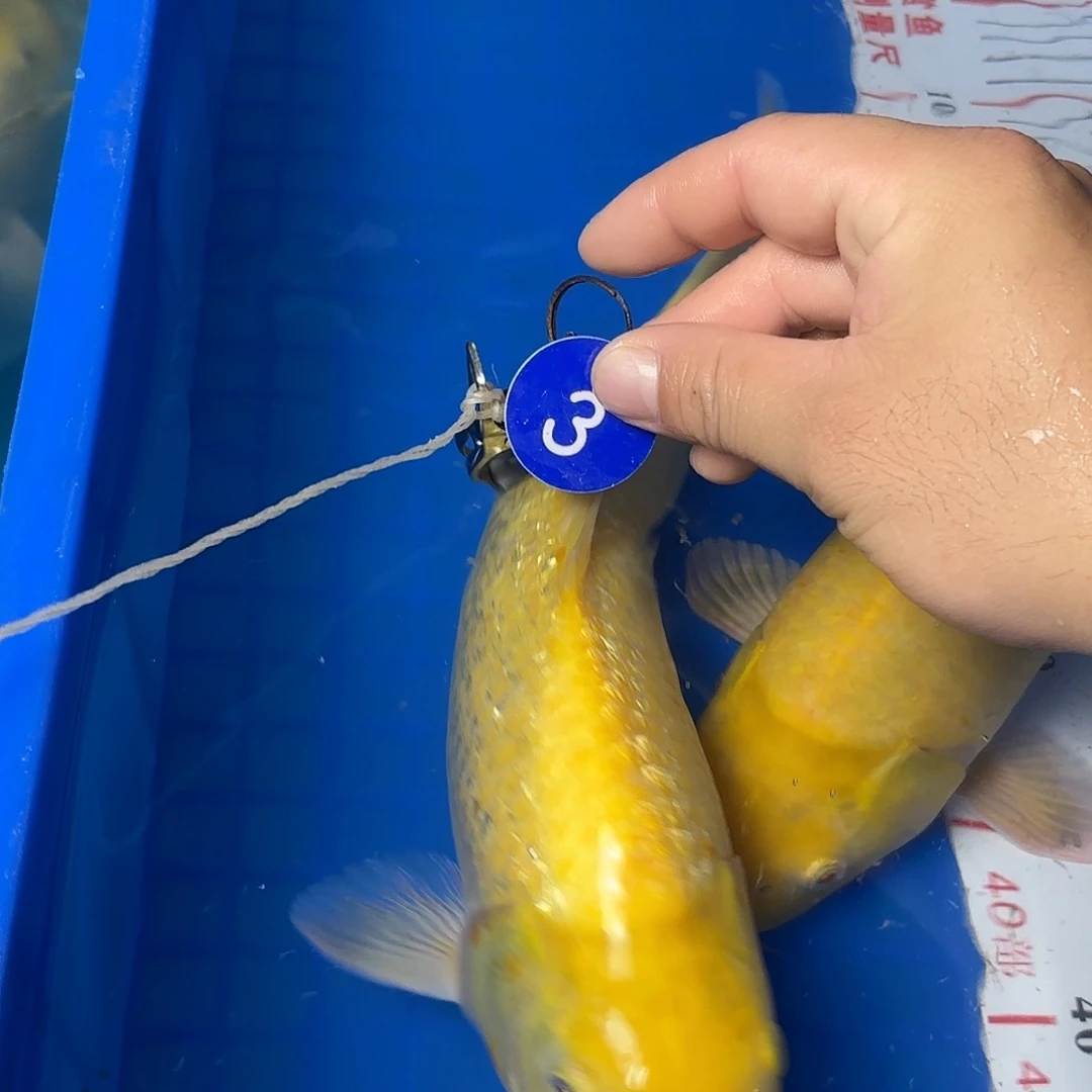 锦鲤11111111111111
