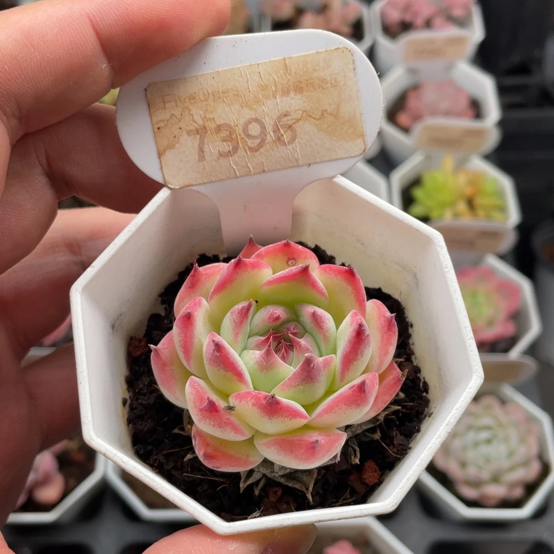 水蜜桃7396-4.5厘米