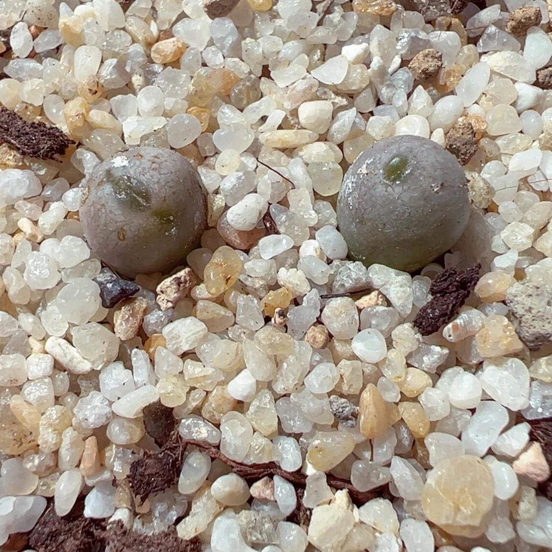 1111-361多肉多肉