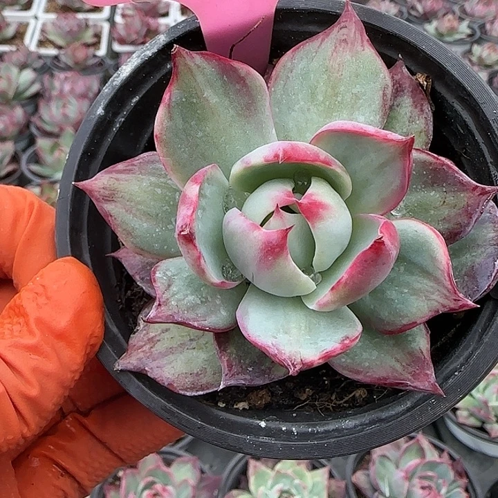 9 惊鸿仙子多肉植物6-9cm