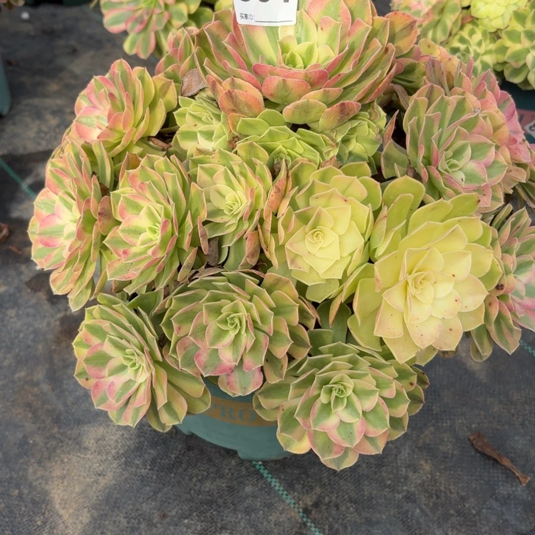 831大雨河多肉植物发货