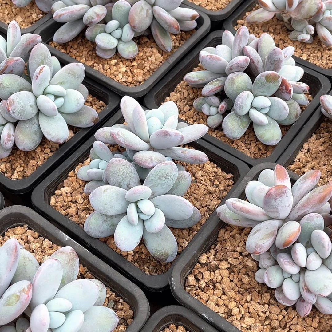 雪美人精控13厘米可挑