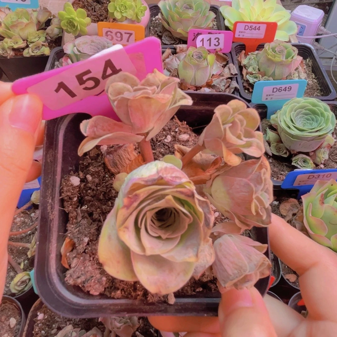 154山地玫瑰粉色