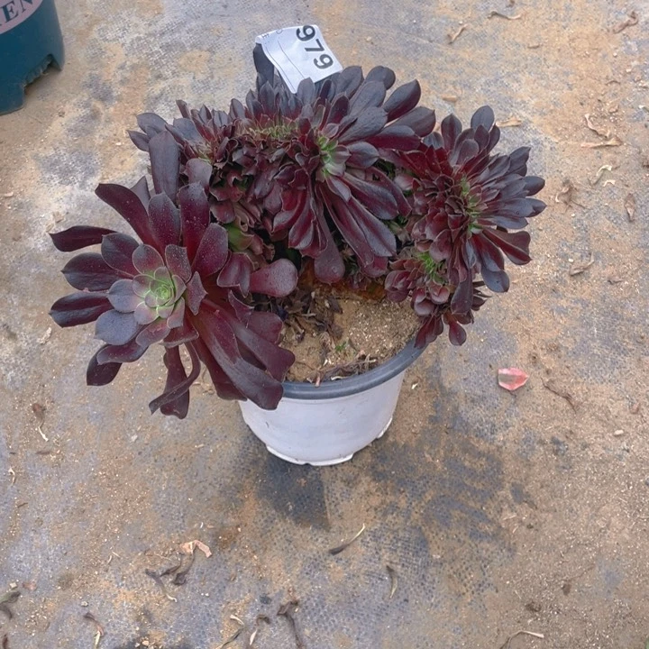 多肉欧紫缀化979