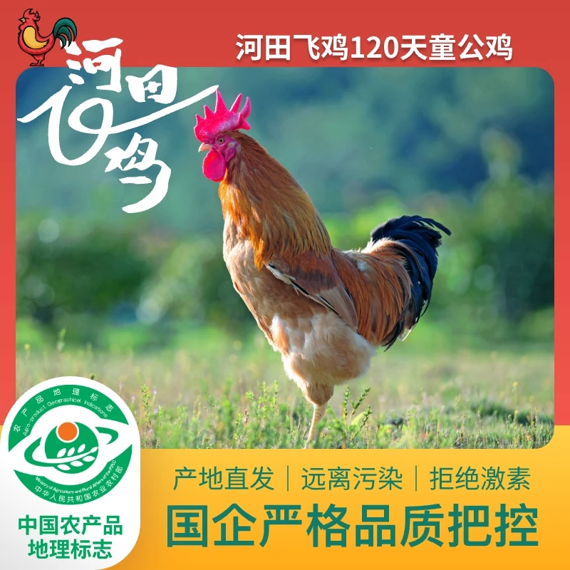 【公鸡加鸡块】河田鸡国营河田飞鸡河田鸡农家散养120天1200g公鸡鸡鲜土鸡走地鸡非笼养鸡肉同城送鸡肉同城配