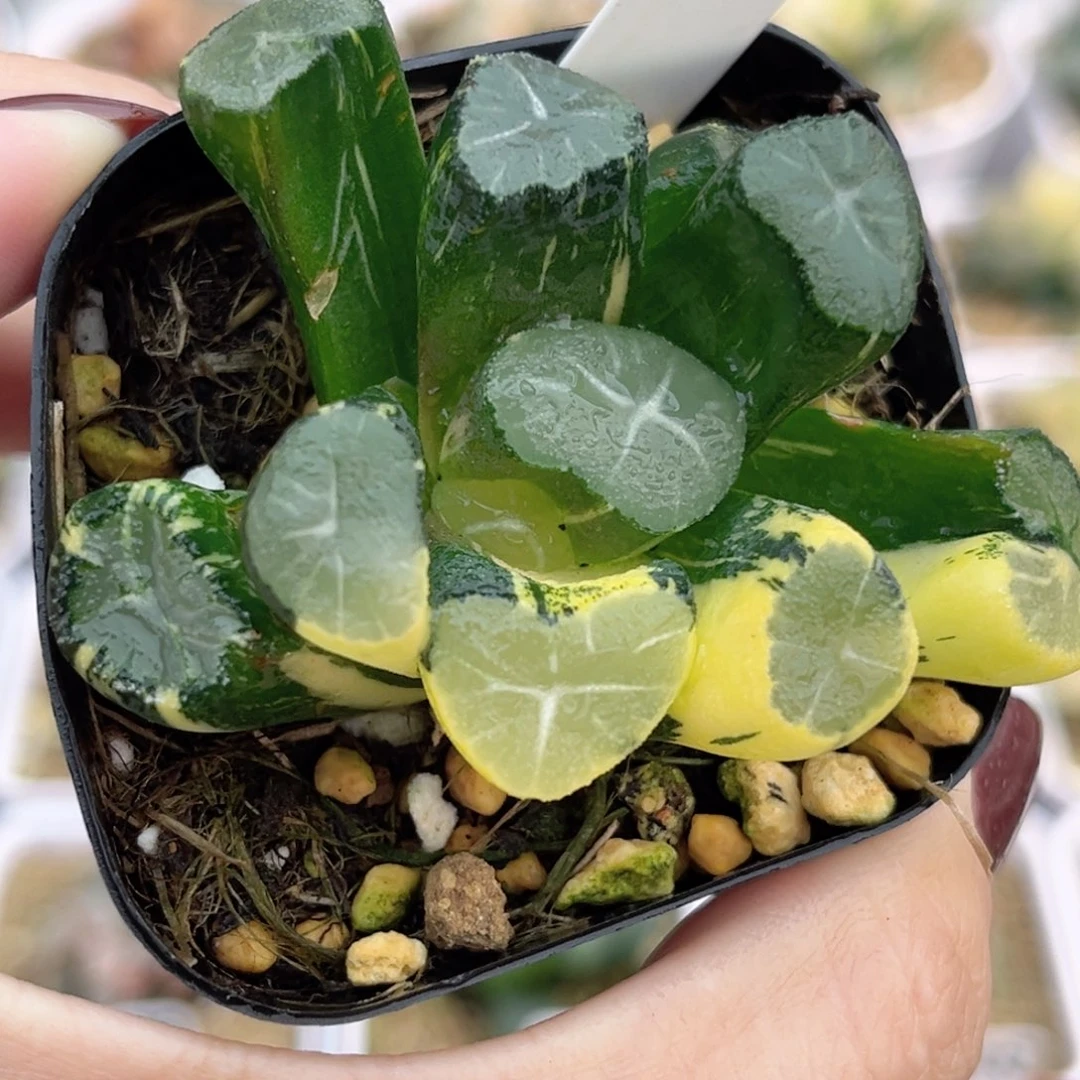 90玉龙万象锦福利专场