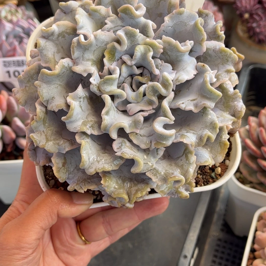 1070 天冷必拍保温箱