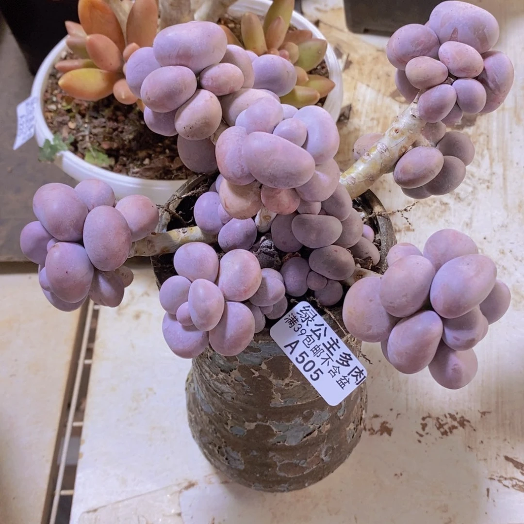 芭比奶洛17cm505多肉植物