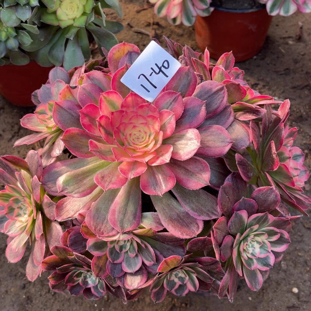 17-40海神手捧多肉