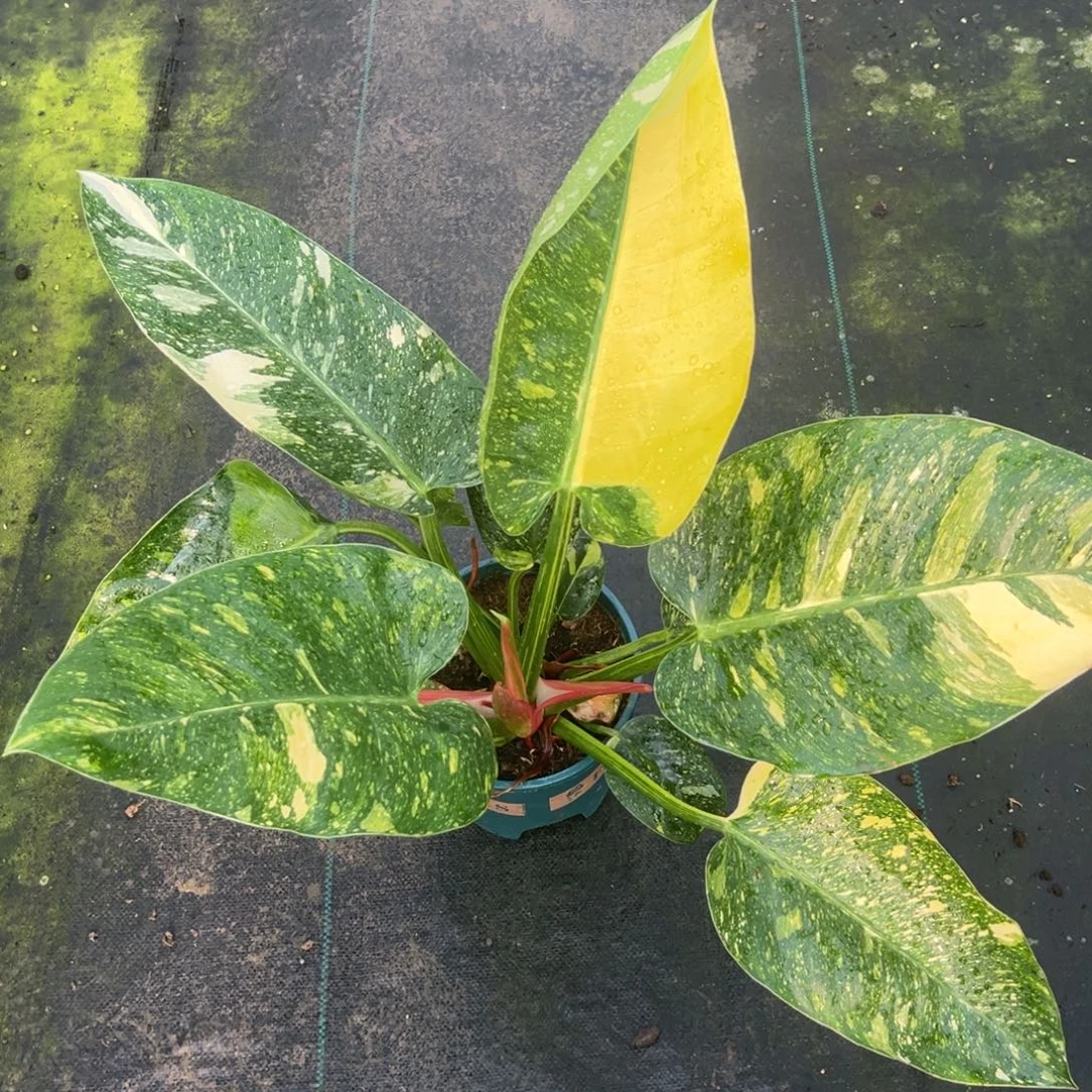 信***义完全开放9574洒金刚果蔓绿绒