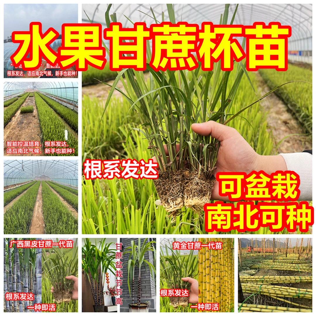 广西水果甘蔗脆皮甘蔗组培苗带土带叶基地直发水果黄金甘蔗黑皮蔗