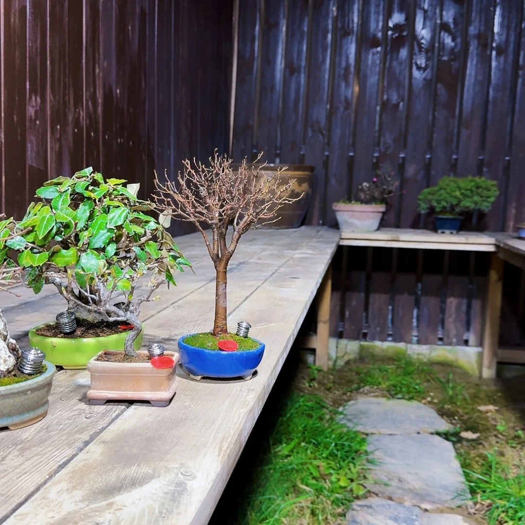 ?**生小黄杨小精品