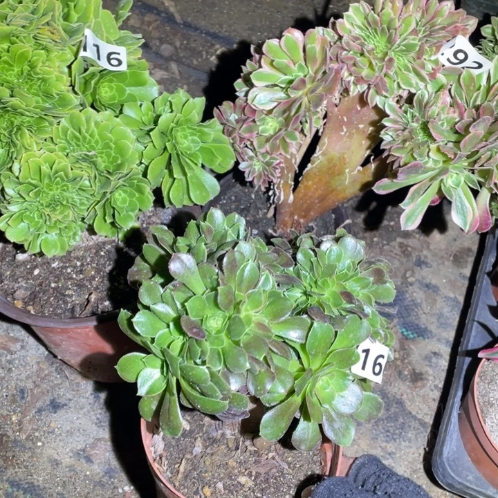 3颗小缀组合14厘米左右