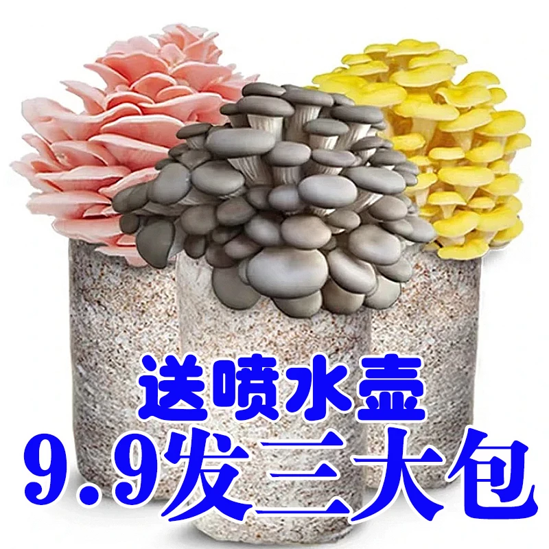 【买1发3】蘑菇菌包好养喷水就长食用菌菌棒平菇种植包菌菇包菌种包