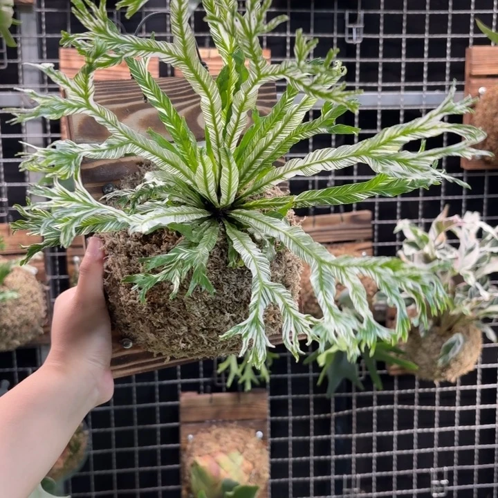 完全开放板植白月光
