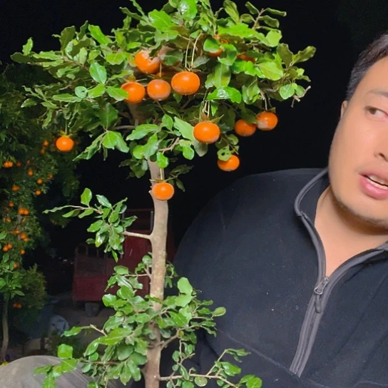 无花朵金弹子庭院原生母桩