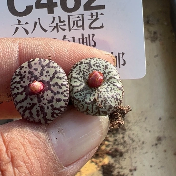 462号安贞杂2个11111