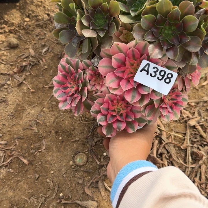 398 清棚处理不包断枝