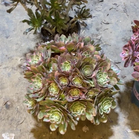 莲花座78多肉植物法师