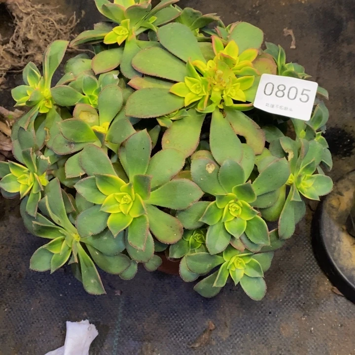 艳日辉多肉断头不包0805