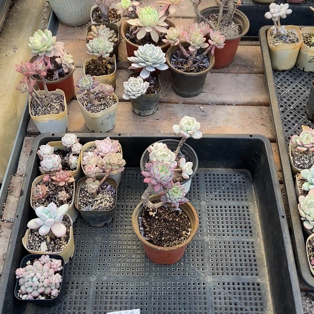 1123号花8个哎呀哎呀专拍四川