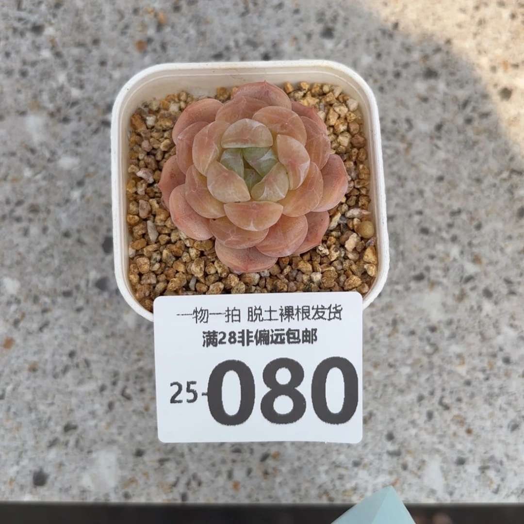 白恋单头多肉多肉多肉