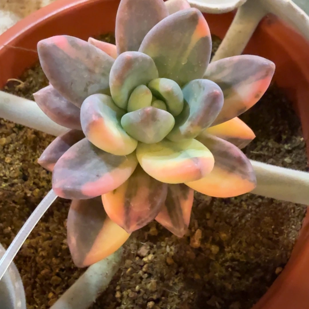 紫丽殿 安吉园艺锦锦