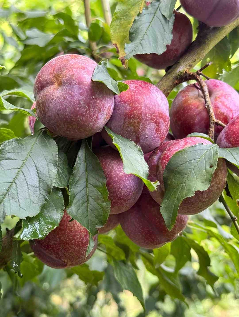 广东信宜钱排高山上的三华李红心李子现摘现发新鲜水果