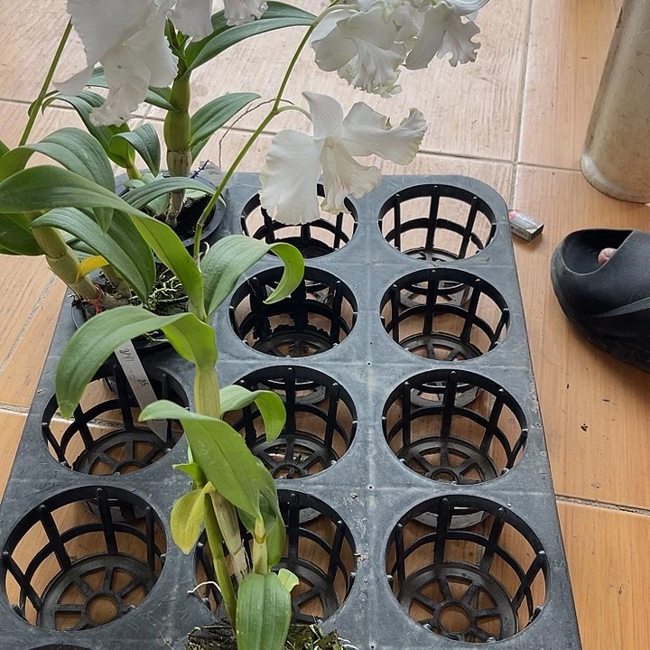 完全开放白复伦白卡白鹭8