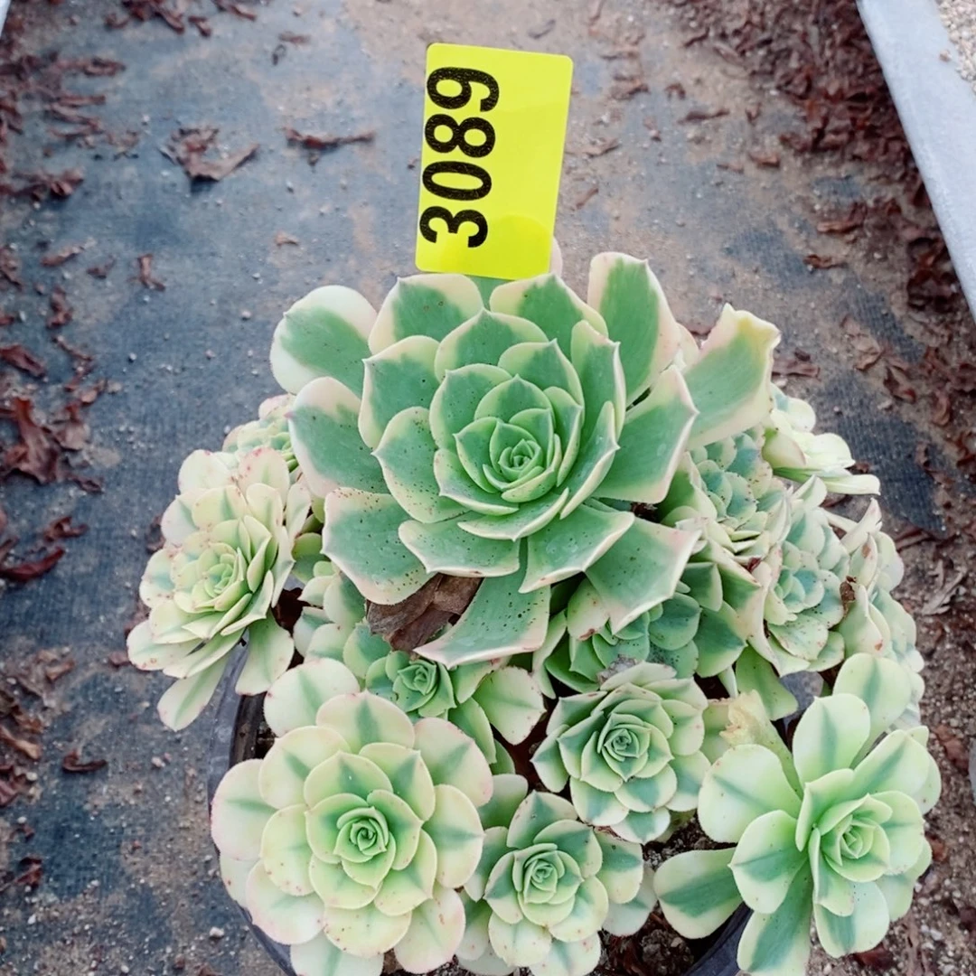 绿豆沙多肉植物3089