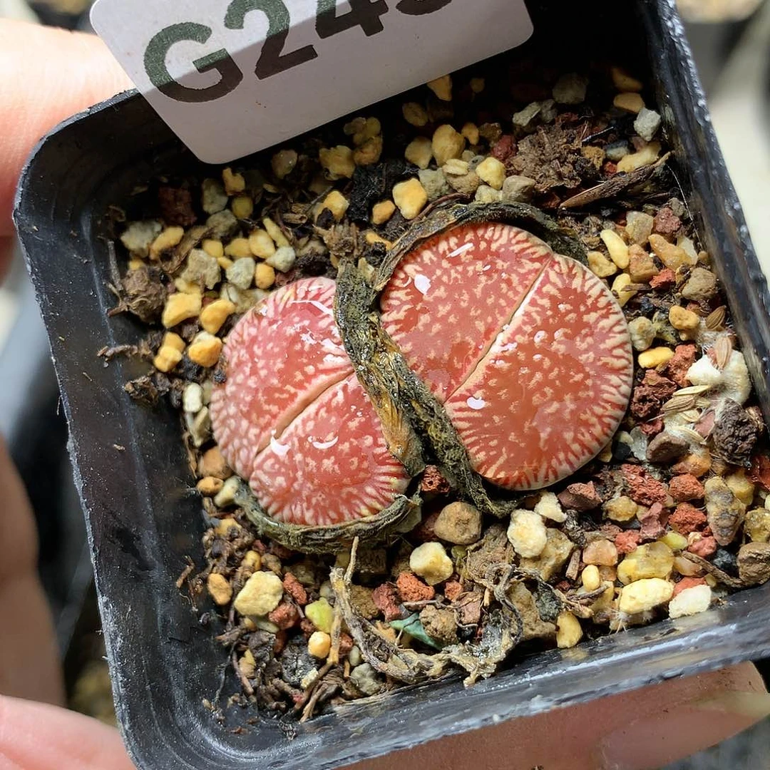 瓶**鱼G243多肉植物保护