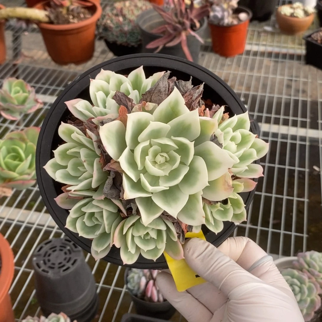 107柠檬玫瑰锦一物一拍