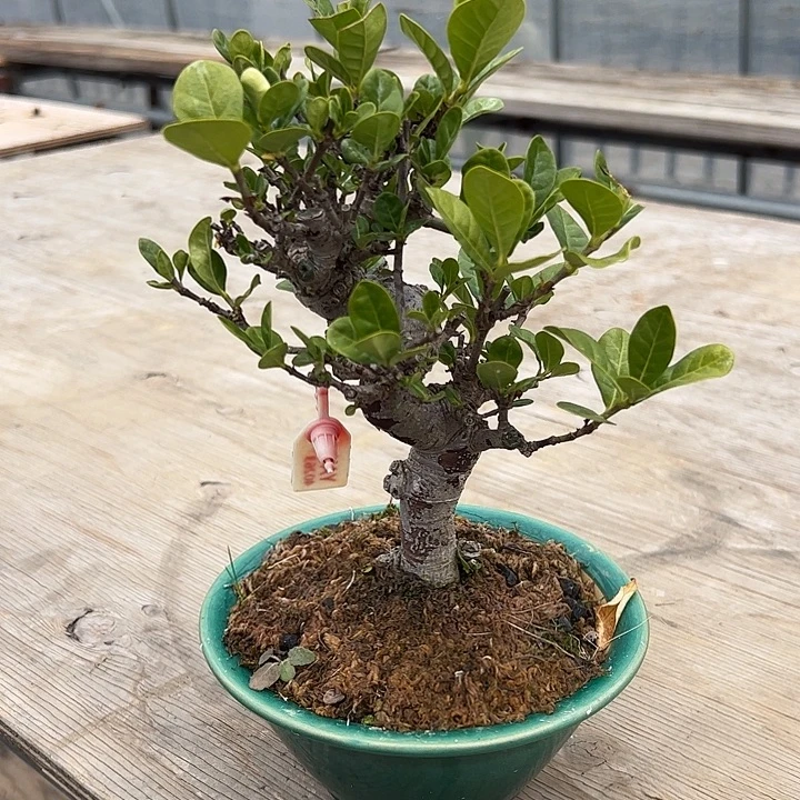 无花朵盆景不包邮40263