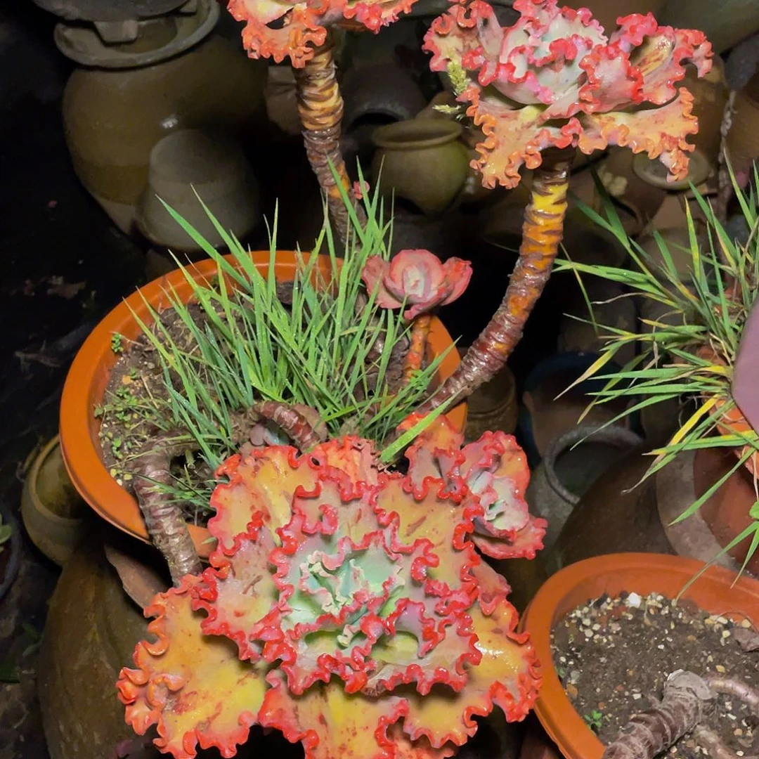 丽***6女王花笠多肉植物群