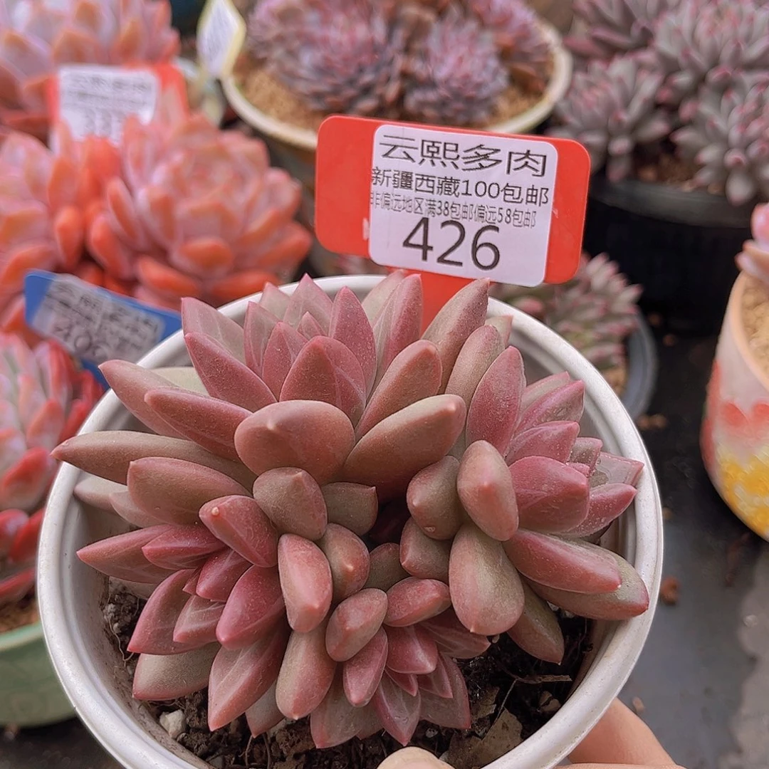 426迷雾泡泡多肉植物