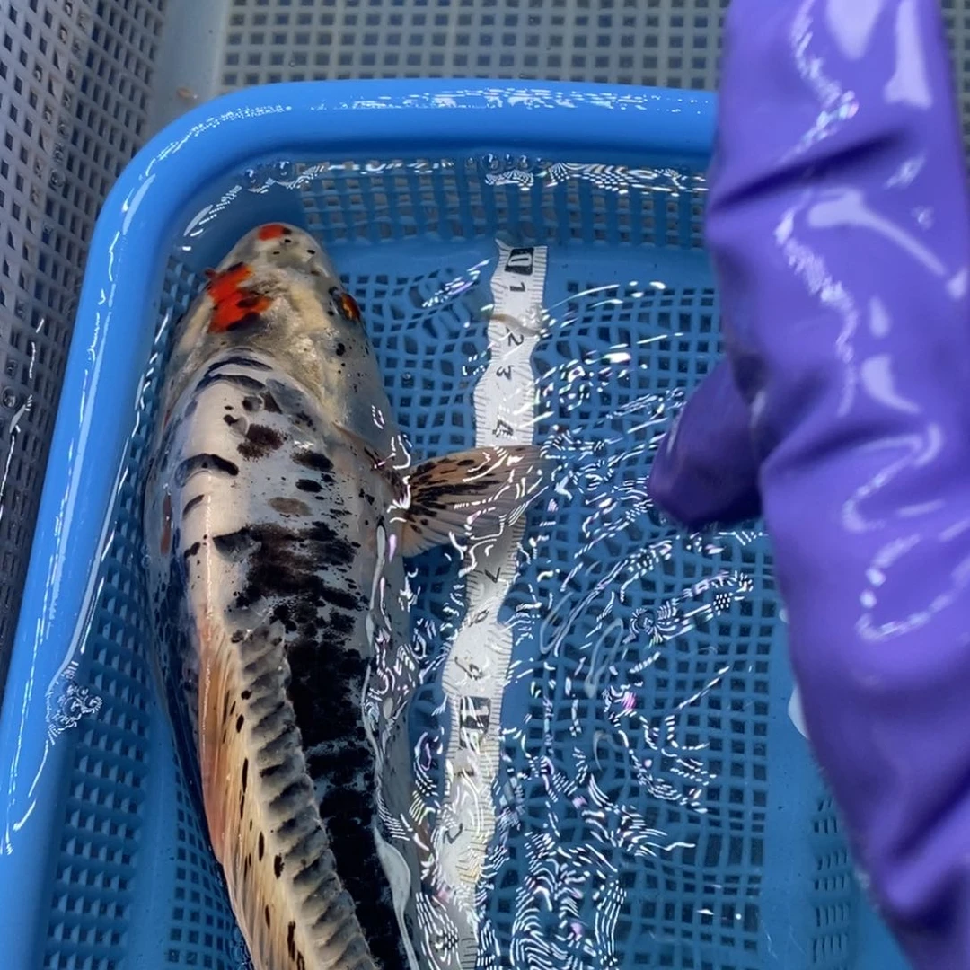 锦鲤冷水锦鲤包邮