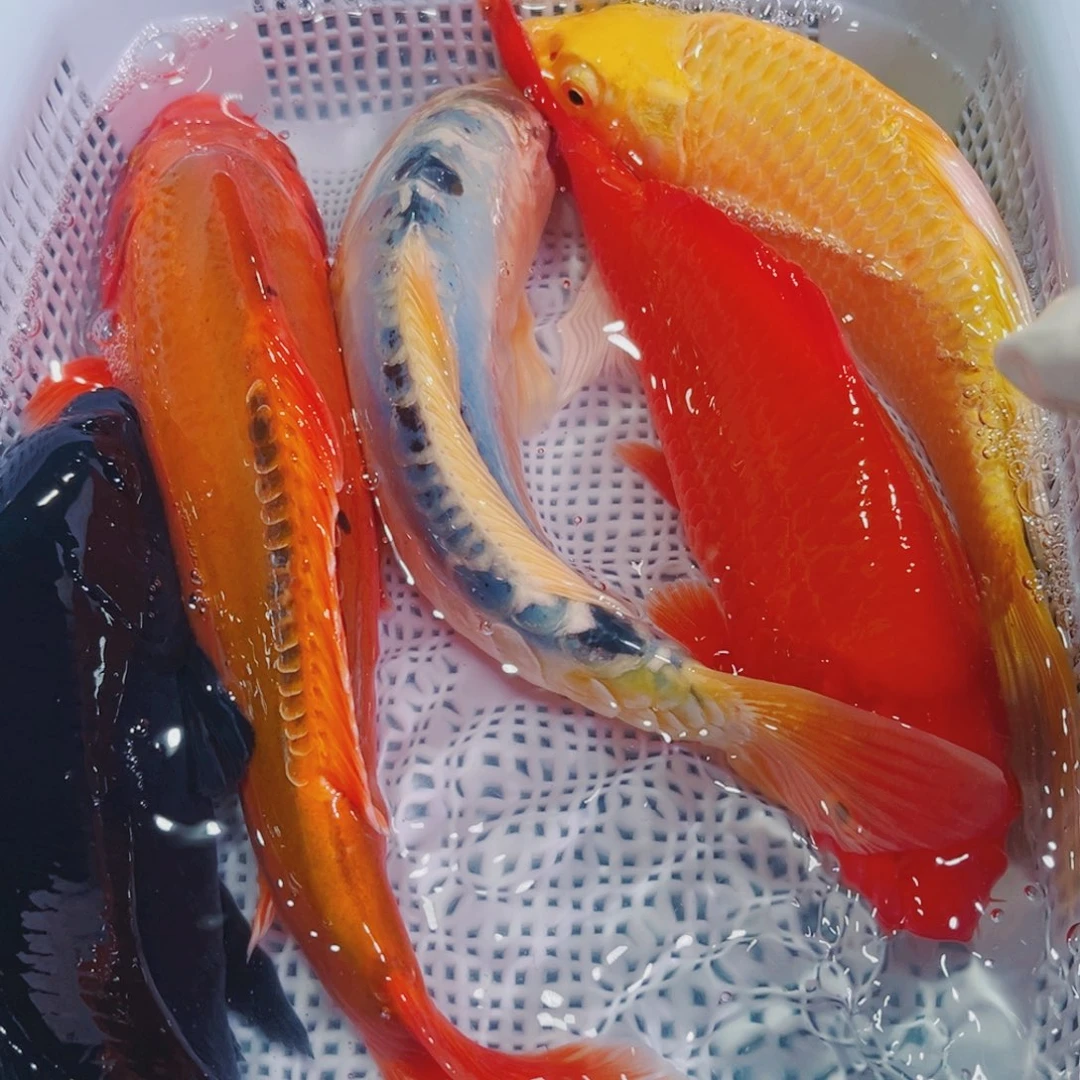 锦鲤锦鲤冷水鱼观赏148