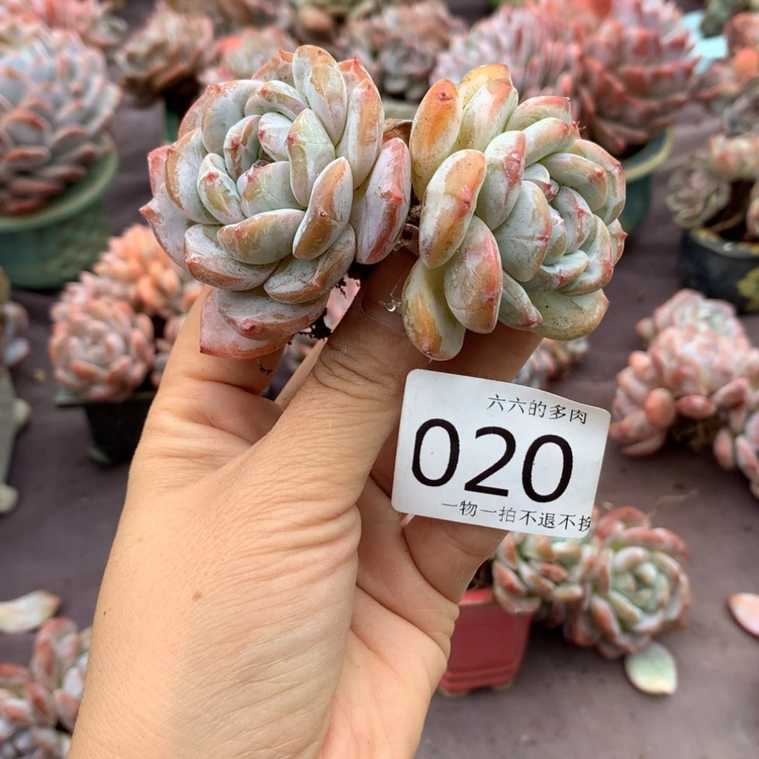20 哈哈哈哈哈哈哈哈哈哈哈哈
