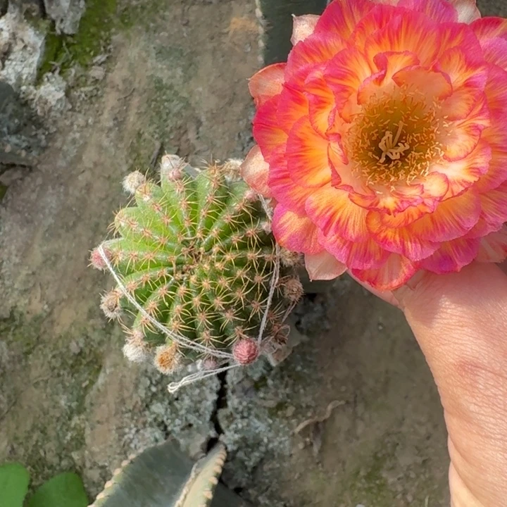 205量天尺嫁接美花3脱土发货斑