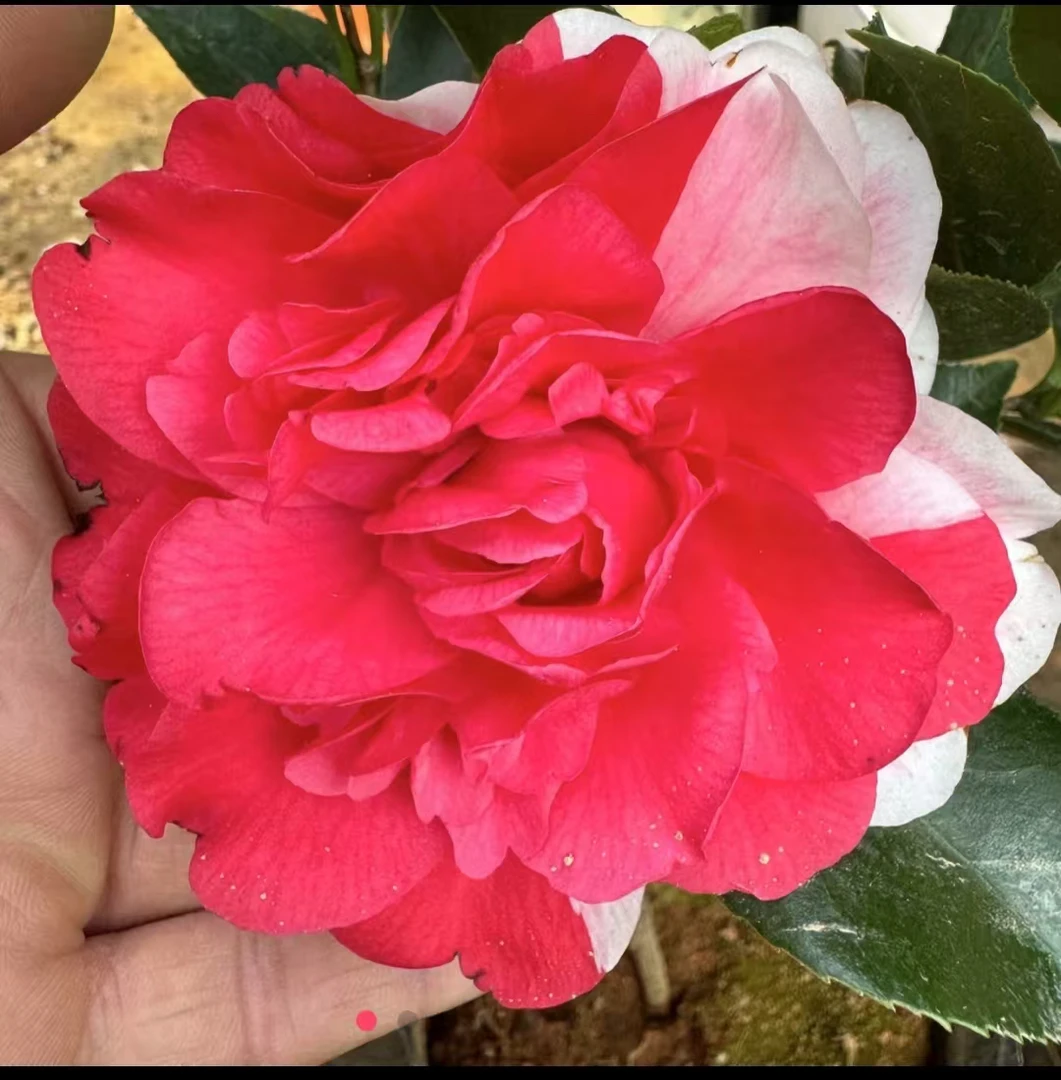 五色赤丹（不带花）