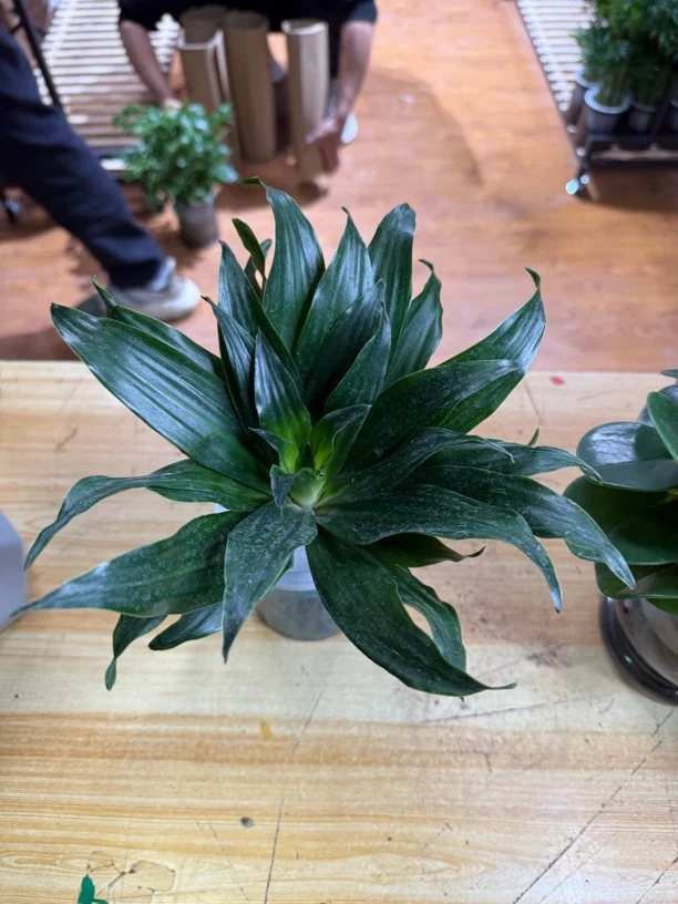 迷你太阳神（拉萨发货西藏包邮）