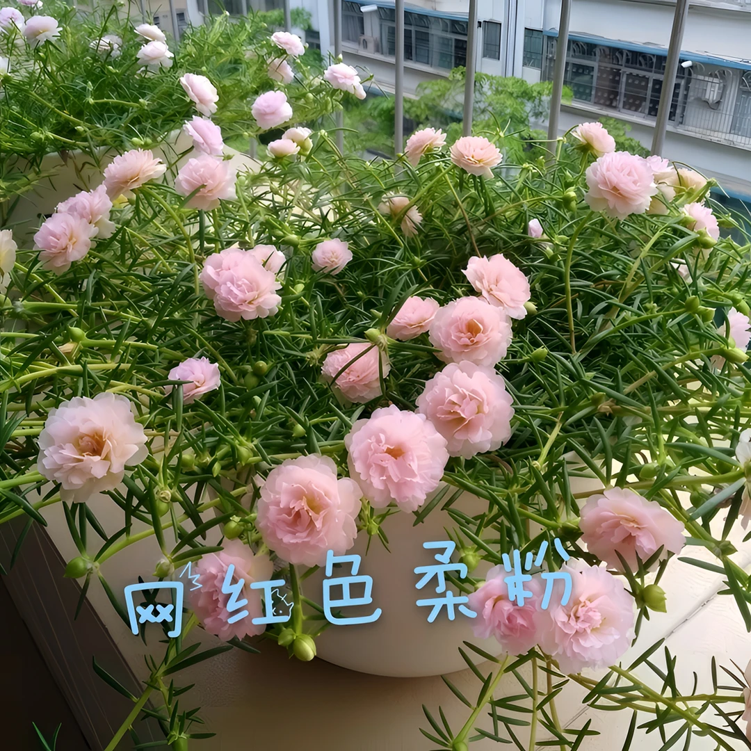 (带花苞发货)泰国进口新品重瓣太阳花苗好养太阳花枝条四季开花