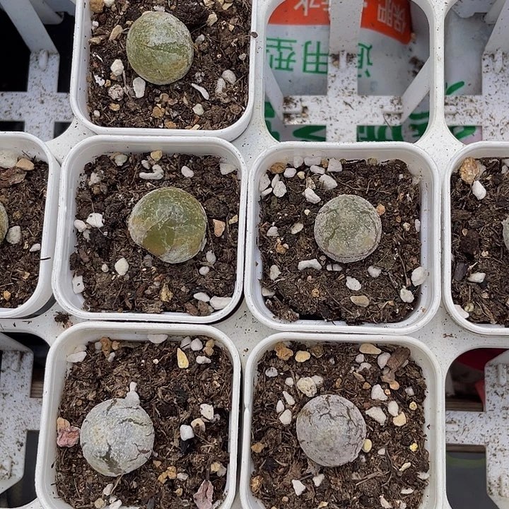 灯泡6.8带盆土发货