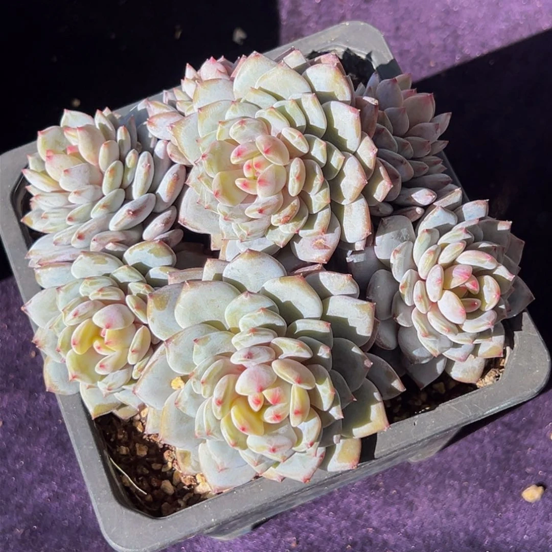 新年快乐 新年快乐