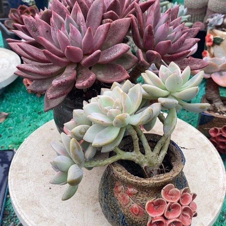 ****盆+桃花源带盆土多肉